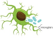 Cơ chế loại bỏ neuron thần kinh lão hóa đáng kinh ngạc của não
