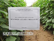 Đồng bằng sông Hồng: Luân canh hoa - lúa  thu tiền tỷ mỗi năm