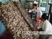 Dân Lâm Hà tăng thu nhờ nuôi tằm kiểu mới