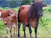 Phát triển nguồn gen quý hiếm từ bò tót và bò nuôi tại nhà