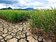 El Nino có thể chấm dứt vào cuối tháng 6