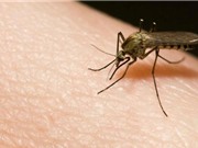 Mẹo hay trị muỗi đốt