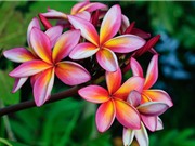 Top 10 loài hoa có mùi thơm nhất thế giới