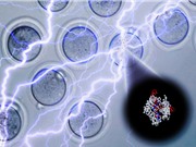Cải tiến phương pháp chỉnh sửa gene người CRISPR