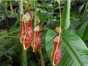 10 loại thực vật có bề ngoài kỳ lạ nhất thế giới