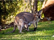 Khám phá khó tin về sinh vật chỉ có ở Australia