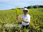 GS-TSKH Trần Duy Quý: Cấy hàng biên có rất nhiều ưu điểm