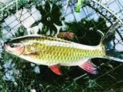Phú Thọ nghiên cứu, sản xuất thành công giống cá bỗng quý hiếm