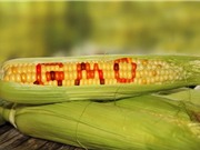 Nhiều học giả Nobel ký thư ngỏ ủng hộ cây trồng biến đổi gene; Google mở tuyến cáp quang biển Mỹ - châu Á
