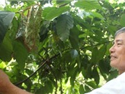 Nuôi kiến để... thay thuốc trừ sâu