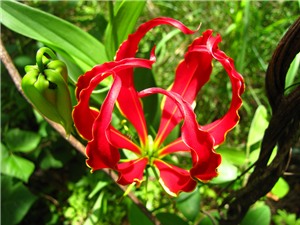 Kỳ hoa dị thảo ở Việt nam