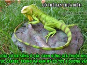 ĐỘC - LẠ: Cự đà có 2 dương vật, muỗi nhiều răng hơn người