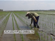 Hiệu quả của công nghệ cấy lúa hiệu ứng hàng biên: Bằng chứng từ đồng ruộng