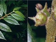Phát hiện thêm 4 loài Xú hương mới thuộc họ Cà phê ở Đông Dương