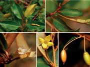 Phát hiện một loài nhót mới ở Lâm Đồng