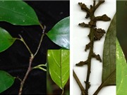 Phát hiện loài Kim mai mới tại Khánh Hòa