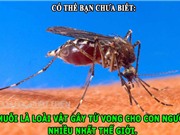 ĐỘC-LẠ: Tác dụng của 5 ngón tay, muỗi là “sát nhân” đáng sợ nhất