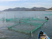 Xây dựng chỉ dẫn địa lý ốc hương Khánh Hòa; Cách triển khai nhiệm vụ sản phẩm quốc gia