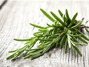 Tác dụng của hương thảo và húng tây với bệnh nhân ung thư