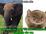 ĐỘC-LẠ: “Tinh binh” của chuột dài hơn voi, loài chim bay cao hơn 11km