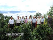 Sau bảo hộ, chè Suối Giàng lo bị nhái nhãn hiệu