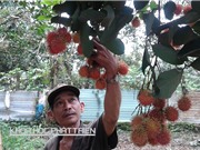 Chôm chôm tróc Đồng Nai  trước nguy cơ bị xóa sổ
