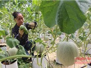 Dưa lưới công nghệ Israel không cần đất ở Nghệ An