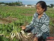 Trồng cải củ trên rơm, nông dân Nghệ An tăng cao thu nhập