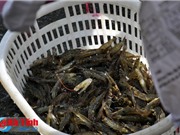 Hà Tĩnh: Nuôi tôm sinh học cho hiệu quả kinh tế cao