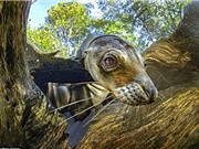 Ngắm chùm ảnh đẹp dưới đáy biển ở quần đảo Galapagos