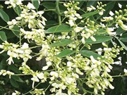 Những cây thuốc trị bệnh tim mạch