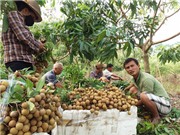 Được phép dùng lưu huỳnh sấy nhãn; Phần Lan lập kỷ lục 4G nhanh nhất thế giới