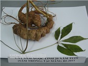 Tăng sản lượng để giá sâm Ngọc Linh rẻ hơn