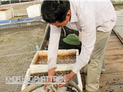 "Các công ty bán chế phẩm sinh học chi phối người nuôi tôm"