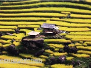 Mang tài sản trí tuệ đến gạo già dui Hà Giang