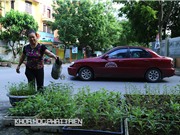 Ô nhiễm bủa vây rau đô thị