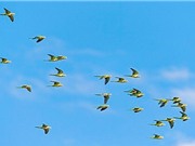 Vì sao chim không va chạm vào nhau khi bay?