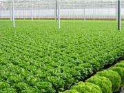 Rau hữu cơ không bao giờ được trồng gần đường cao tốc