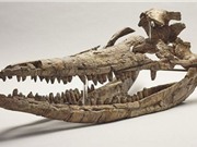 Hóa thạch "rồng biển" thống trị đại dương kỷ Jura