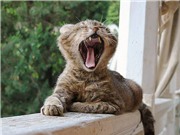 Não càng lớn, ngáp càng dài