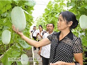 Trồng dưa thơm, 1.000m2 lãi 27 triệu đồng/tháng