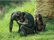 Các loài vượn lớn có khả năng đọc suy nghĩ 