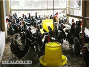 Quý vì… không hiếm