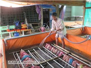 Nuôi lươn không bùn: Chỉ 60 mét vuông đã thu lãi  300 triệu đồng/vụ