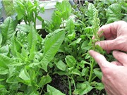 Rau chân vịt giúp phát hiện chất nổ dưới đất