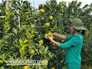 Có chỉ dẫn địa lý, cam Cao Phong tăng giá 5 lần