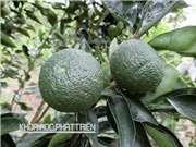 Tạo giống cam sành không hạt nhờ tia gamma