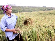 Phục tráng thành công giống nếp cái hoa vàng; Hawking đoán loài người bị "xóa" khỏi Trái đất trong 1000 năm tới