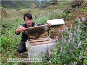 Mật ong bạc hà Mèo Vạc: Xây dựng tiêu chuẩn để chống hàng giả