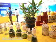 Đặc sản gừng núi đá “lên đời” nhờ cấy mô